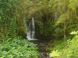 Numerous Small Waterfalls Dot the Fern Grottos Around Akaka Falls: Photo by Donald MacGowan