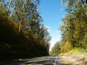 Driving through the Eucalyptus Forest on Highhway 19 Between Honoka'a and Waimea: Photo by Donald MacGowan