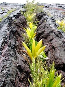 Young Coconut Palms Planted in a Lava Crack Near Kalapana, Puna Hawaii" Photo by Kelly Kuchman