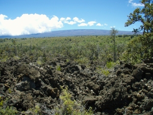 Mauna Loa Rises Above the Ka'u Desert at Warriror Footprints: Photo by Donald B. MacGowan
