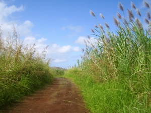 Feral Sugar Cane Field, Hamakua, Hawaii: Photo by Donnie MacGowan