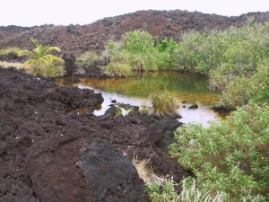 Golden Ponds at Ke-awa-iki Spring Amazingly from the Seeming Lifeless A'a Lava Flow: Photo by Donnie MacGowan