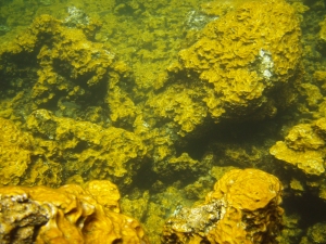 Golden Algae Growing in the Hidden Freshwater Ponds at Ke-awa-iki: Photo by Donald B. MacGowan