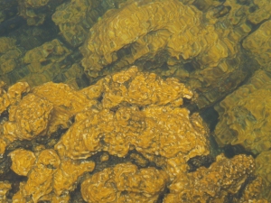 Golden Algae Growing in the Hidden Freshwater Ponds at Ke-awa-iki: Photo by donald B. MacGowan