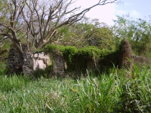 The Overgrown Walls of the old Kona Sugar Company Mill: Photo by Donald B. MacGowan