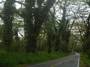 The beautiful Tree Tunneled Roads of Puna: Photo by Donnie MacGowan
