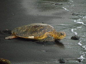 Hawaiian Green Sea Turtle Ambles Off into the Punalu'u Sunset: Photo by Donnie MacGowan
