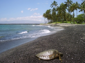 A Hawaiian Green Sea Turtle Suns Herself on the Long, Sinuous Kiholo Beach Which Alternates equal Portions of Bedrock, Pebble and Black Sand: Photo by Donald B. MacGowan