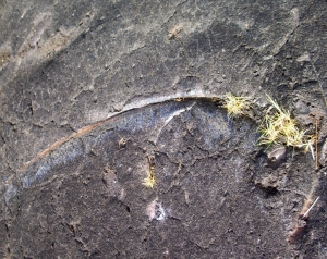 Palm Frond Fossil in Basalt From 30-Year Old Lava Flow, Kalapana, Hawaii: Photo by Donald B. MacGowan