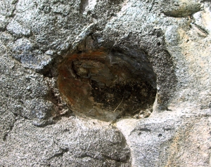 Lava Mold of a Coconut in Basalt from a Very Recent Flow Near Kalapana, Hawaii: Photo by Donald B. MacGowan