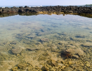This perfectly camouflaged turtle basks quietly in a tidepool between Ke'eku Heiau and Hapaiali'i Heiau: Photo by Donnie MacGowan