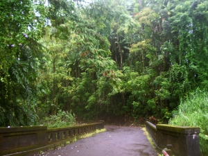 The Old Sugar Mill Road Winds Through the Mist-Soaked Hakalau Gulch Jungle: Photo by Donnie MacGowan
