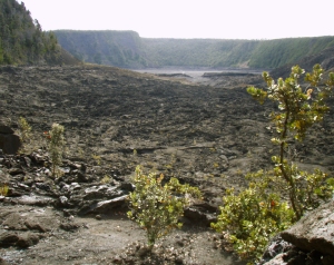 Looking Out of the Forest Across Kilauea Iki Crater: Photo by Donnie MacGowan