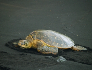 A Hawaiian Green Sea Turtle Suns Herself on Punalu'u's Justly Famous Black Sand Beach: Photo by Donald B. MacGowan