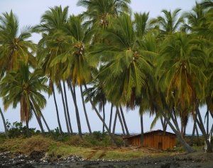 The area around Miloli'i and Honomalino Beach are infused with the je nais se quois of Old Hawaii: Photo by Donald B. MacGowan
