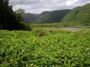 Although It's Tempting to Explore, the Lush Meadows of the Interior of Pololu Valley Are Annoyingly Boggy AND Privately Owned: Photo by Donald B. MacGowan 