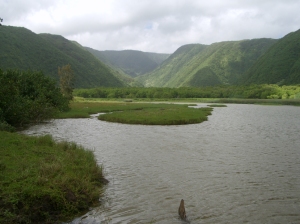 During the Wet Season The Stream in Pololu Valley Turns Into a Seasonal Lake: Photo by Donald B. MacGowan
