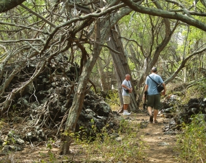 Hiking Back to Miloli'i You'll Be Glad of Sturdy Shoes to Fend Off the Huge Keawe Thorns: Photo by Donnie MacGowan