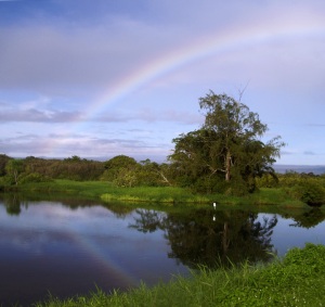 Rainbow at Lokawaka Fishpond, Hilo: Photo by Donnie MacGowan